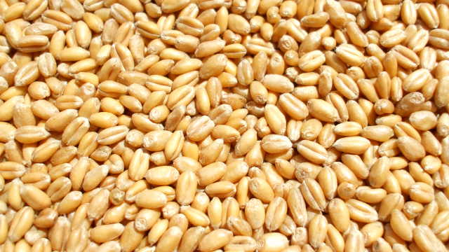 やしてくだ】 玄小麦 4kg×4個 全粒小麦 北海道産 国産 きたほなみ 無